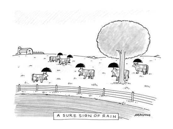 Cows in a Pasture with Umbrellas